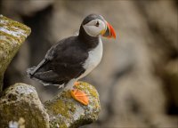 192 - PUFFIN PERCH - BUSHE CATHERINE - ireland <div